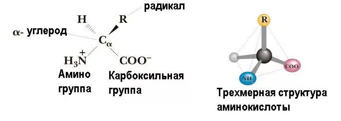 Органика алканы с12. Как образуются свободные радикалы. Органическая химия алкены структуры. Радикал углерода. Радикал углерода.