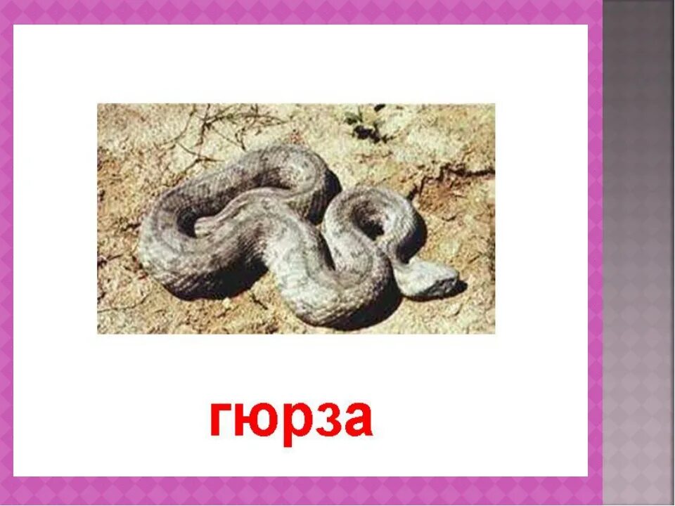 Гадюка гюрза. Гюрза закавказская. Ядовитая змея гюрза. Гадюка гюрза. Степная гадюка гюрза.