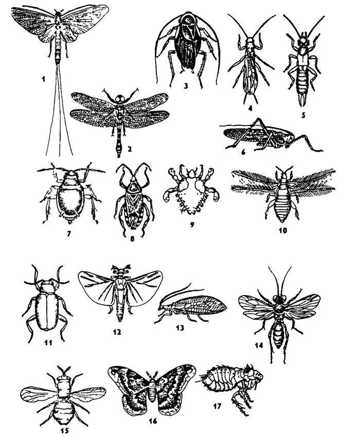 насекомые. зоология насекомых. зоология насекомых. раздел изучения насекомых. отряды насекомых с полным и неполным метаморфозом.
