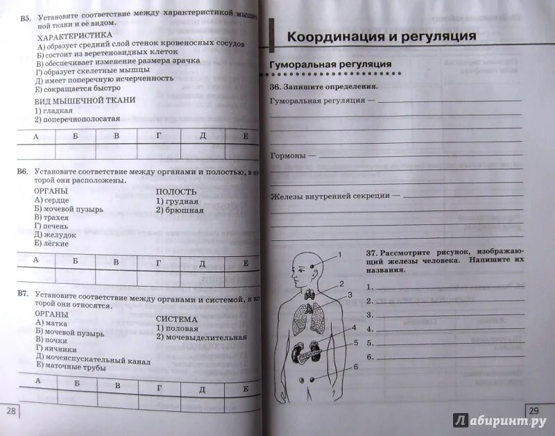 Биология 8 класс рабочая тетрадь агафонова. Сонин, Сапин биология 8 класс тесты. Тетрадки по биологии н. и. Сонина, м. р. Сапина?. Биология 8 класс человек Сонин Сапин. Н.И.Сонина, м.р. Сапина "биология. Человек 2023.