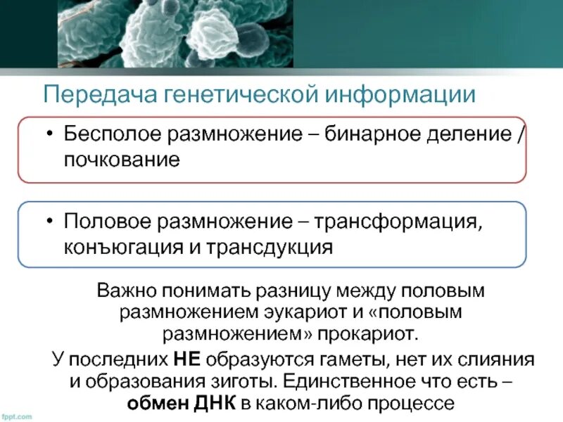 Генетическая информация днк содержится в. Ферменты редупликации днк. Передача наследственной информации в процессе деления клеток. Наследственная информация. Ген.