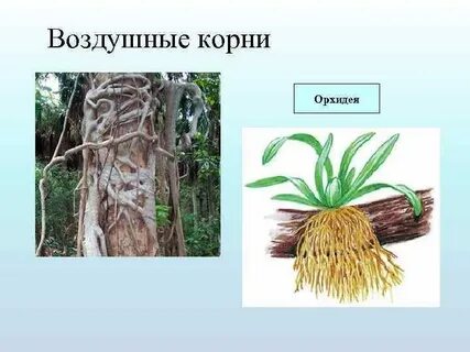 Воздушные корни орхидеи