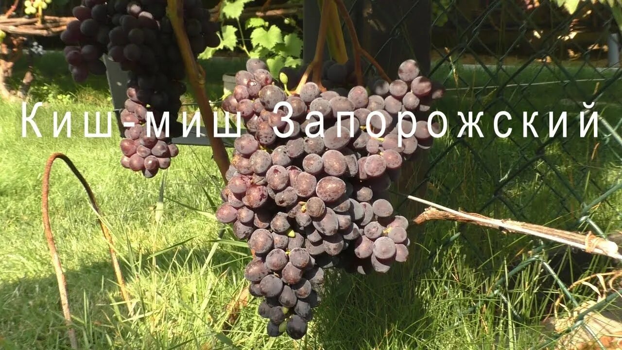 Кишмиш запорожский / Виноград культурный / Виноград / Буква "V" / Энциклопедия р