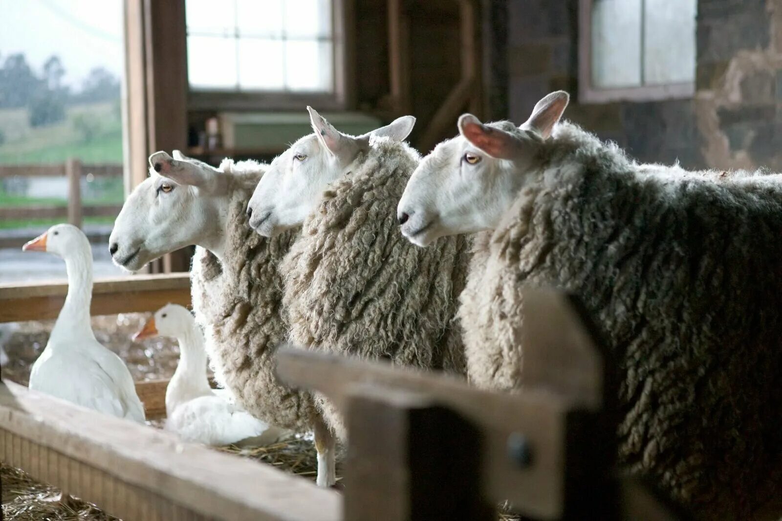 паутина шарлотты 2006