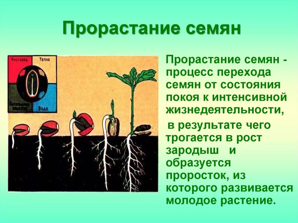 Как называется процесс когда растение растет. Этап прорастания семени биология. Условия прорастания семян. Факторы прорастания семян. Условия прорастания растений.