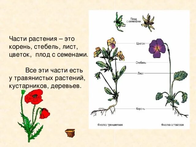 Какие части растения использует человек. Части растения. Части растений корень стебель лист цветок. Части растения 1 класс. Части растений. Корень. Стебель..