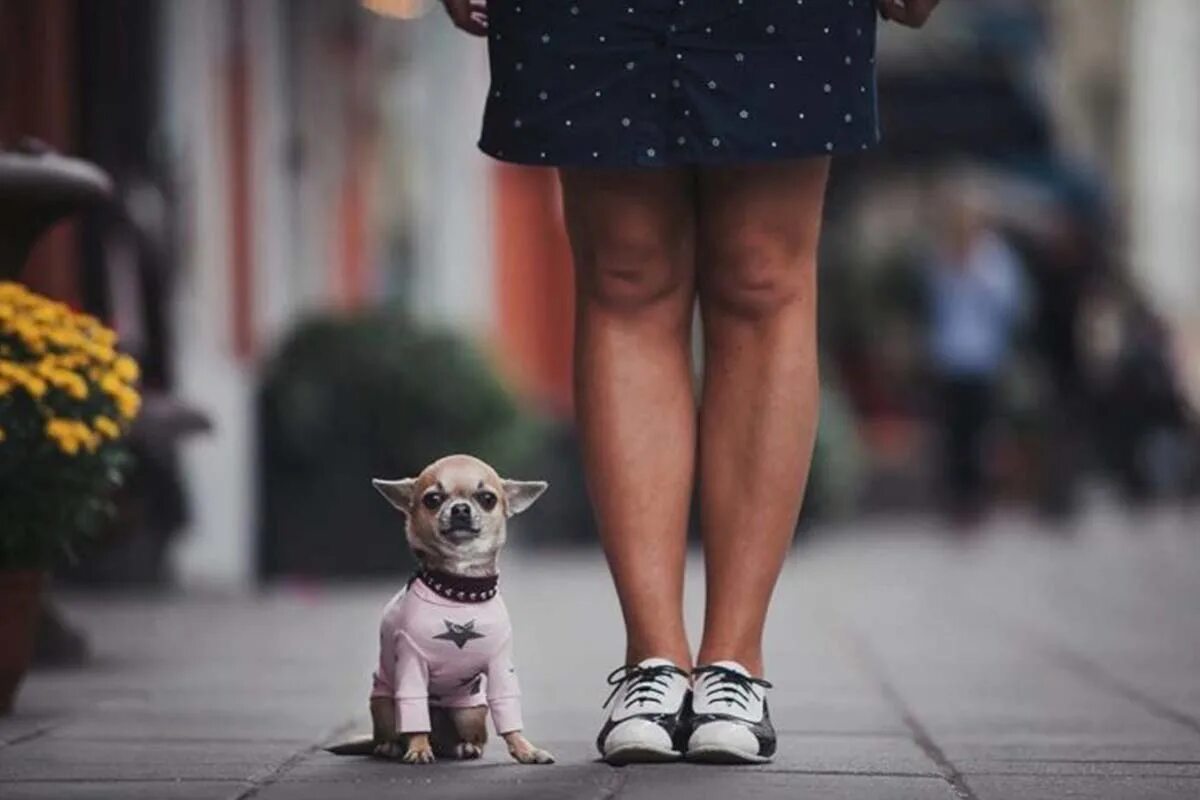 Чихуахуа гуляет. Чихуахуа на прогулке. Маленькая собачка на прогулке. Фотосессия с чихуахуа на улице.