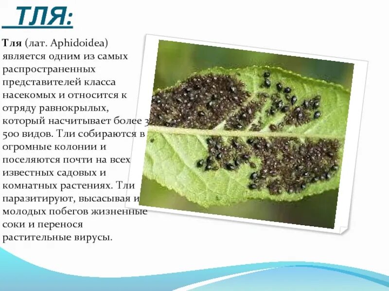 Тля тип развития. Тля описание. развитие тли. тля относится к отряду.