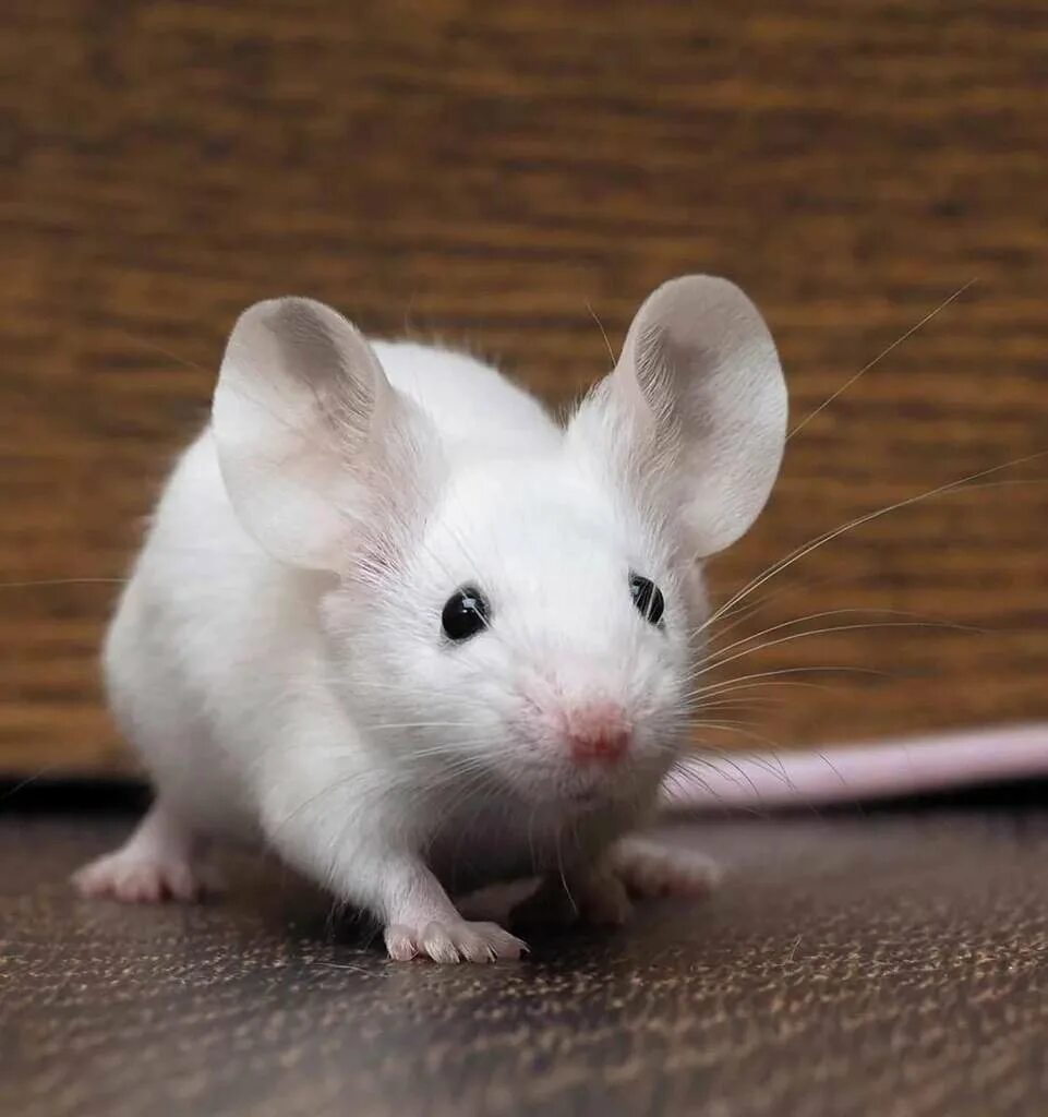 Домашние белые мыши. Сатиновая крыса Дамбо. Крыса Дамбо альбинос. Крыса белая альбинос Дамбо. Белая мышь.