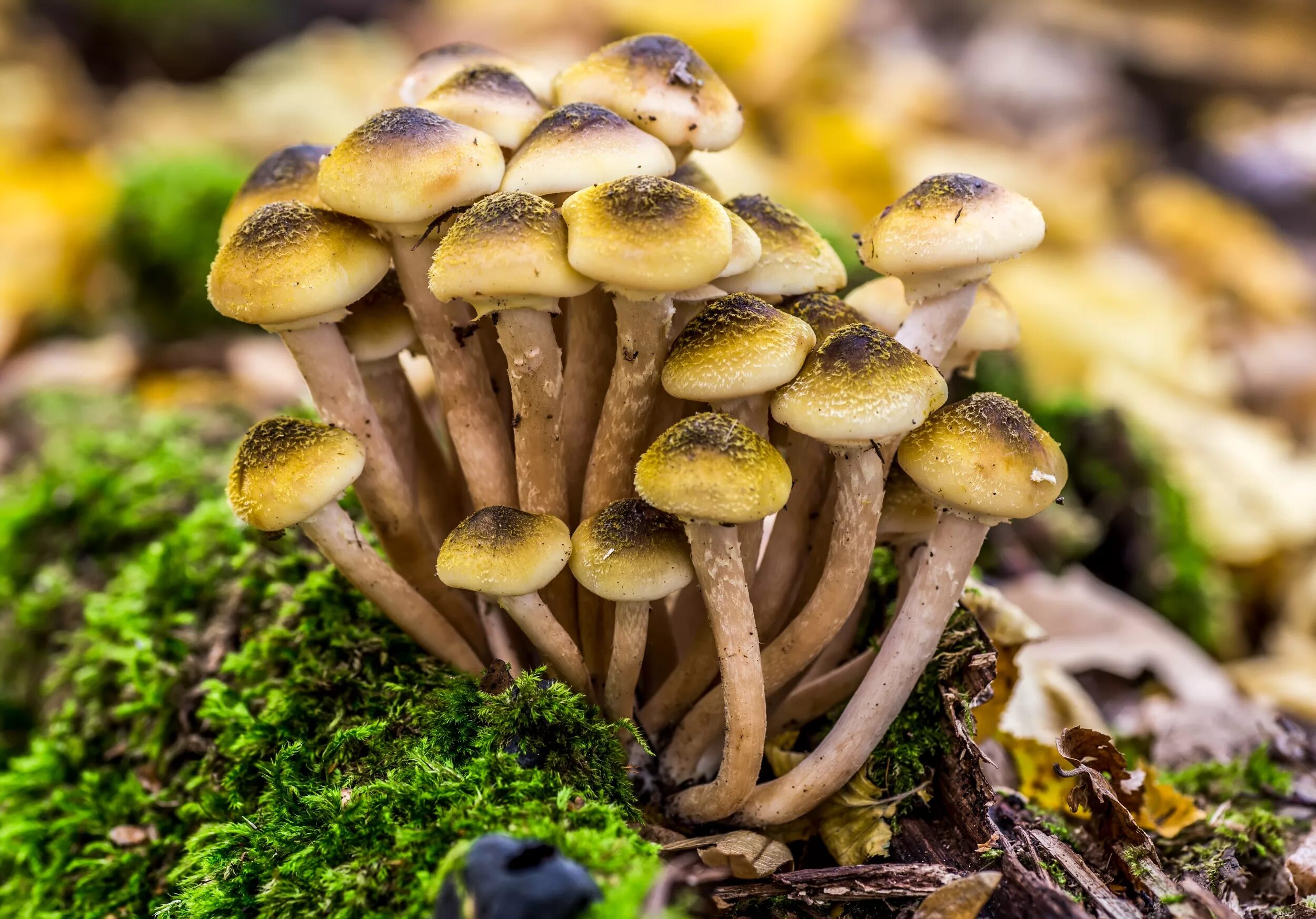 Опята трубчатые. Медовые грибы Armillaria mellea. Опёнок осенний (Armillaria mellea). Опёнок осенний медовый (Armillaria mellea). Опенок осенний (Armillaria mellea; Armillaria Borealis.