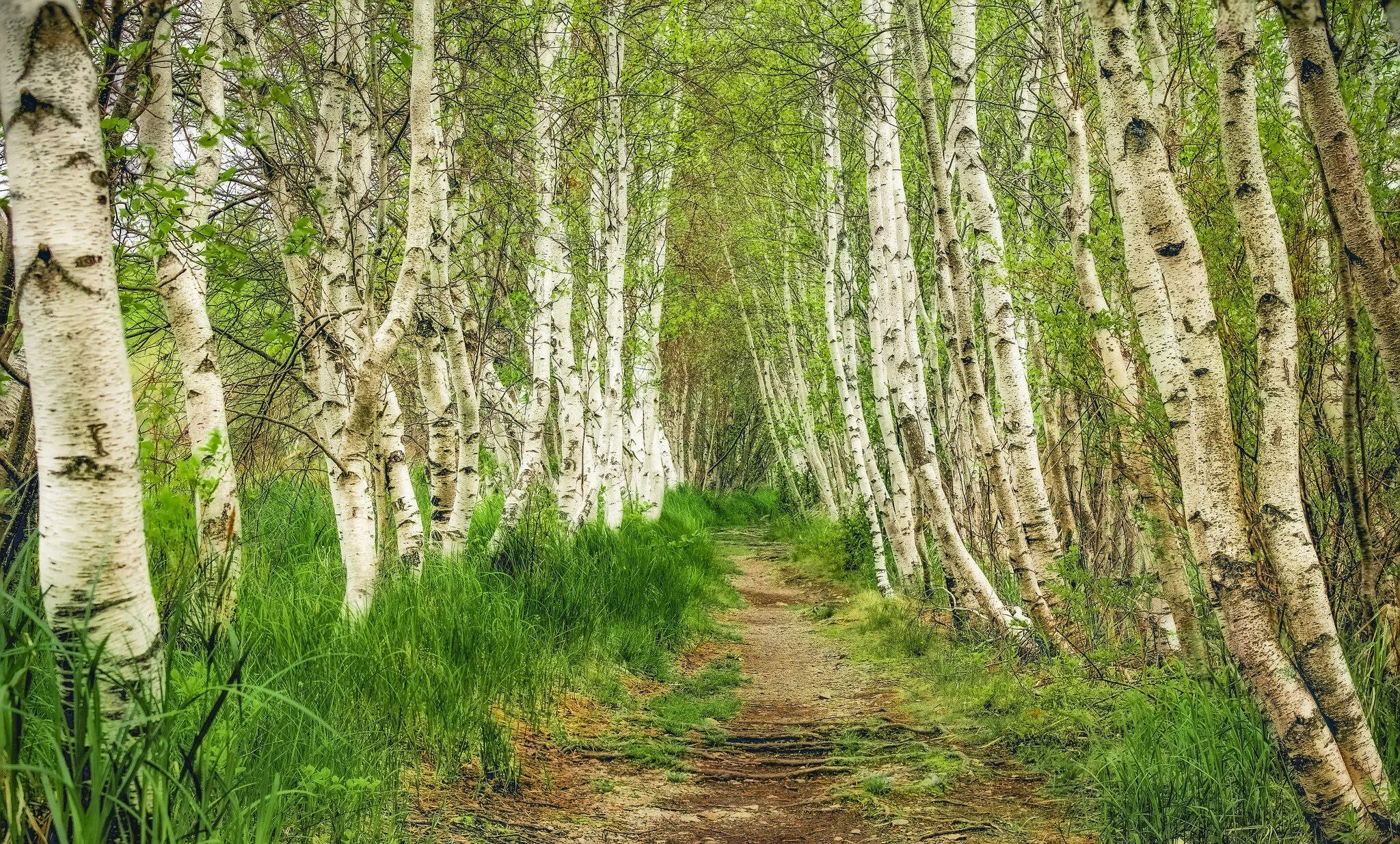 Х березки. Березовая роща Омск. Березовая роща Самара. Березовая роща Пермь. Березовая роща Далматово.