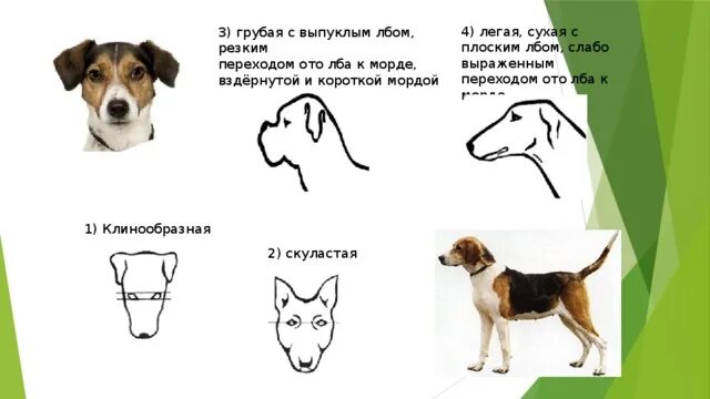 Какой формы собака