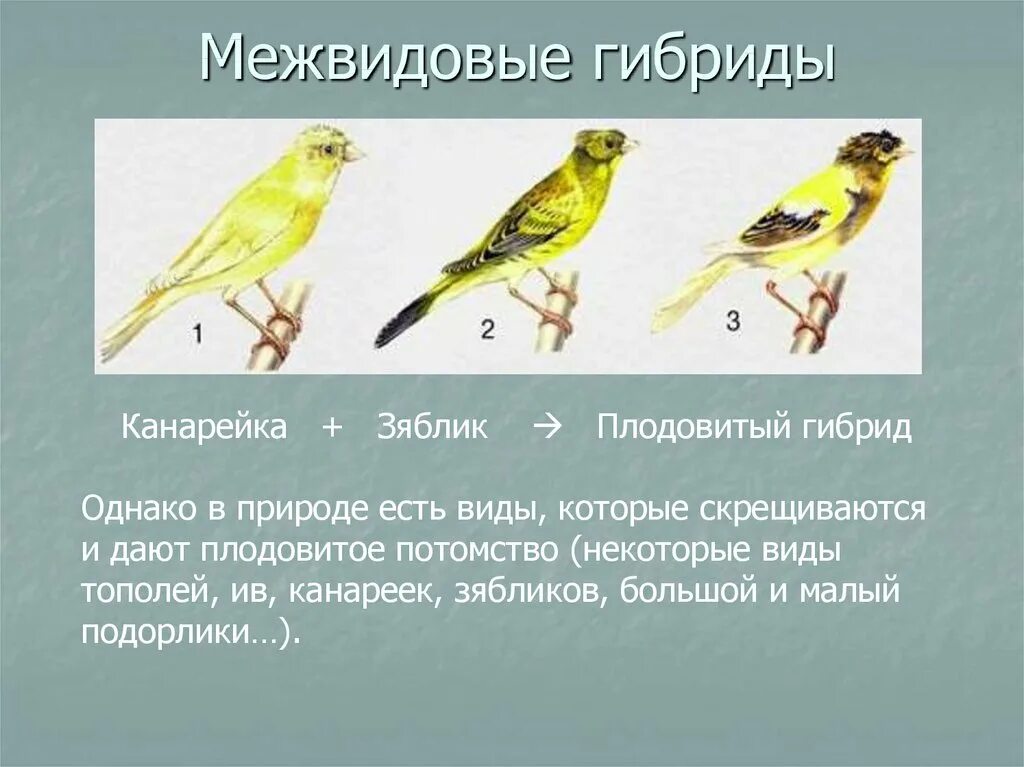 5 межвидовых гибридов. Межвидовые гибриды. Межвидовые гибриды животных. Межвидовые гибриды в природе. Межвидовая гибридизация примеры.