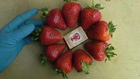 Клубника априка фото и описание отзывы садоводов