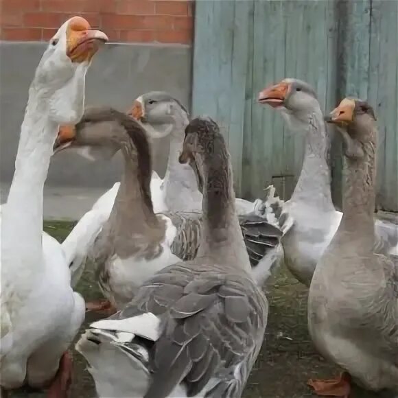 Гусь картинка для детей на прозрачном фоне. Гусиная линька. Белолобый гусь 3d. 6 гусей. 6 гусей.