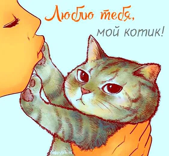 Кот любимый кот парню. Любимый котик. мой котик. люблю тебя котик. люблю тебя мой котик.