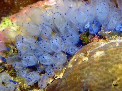 Blue Sea Squirt - Clavelina moluccensis.