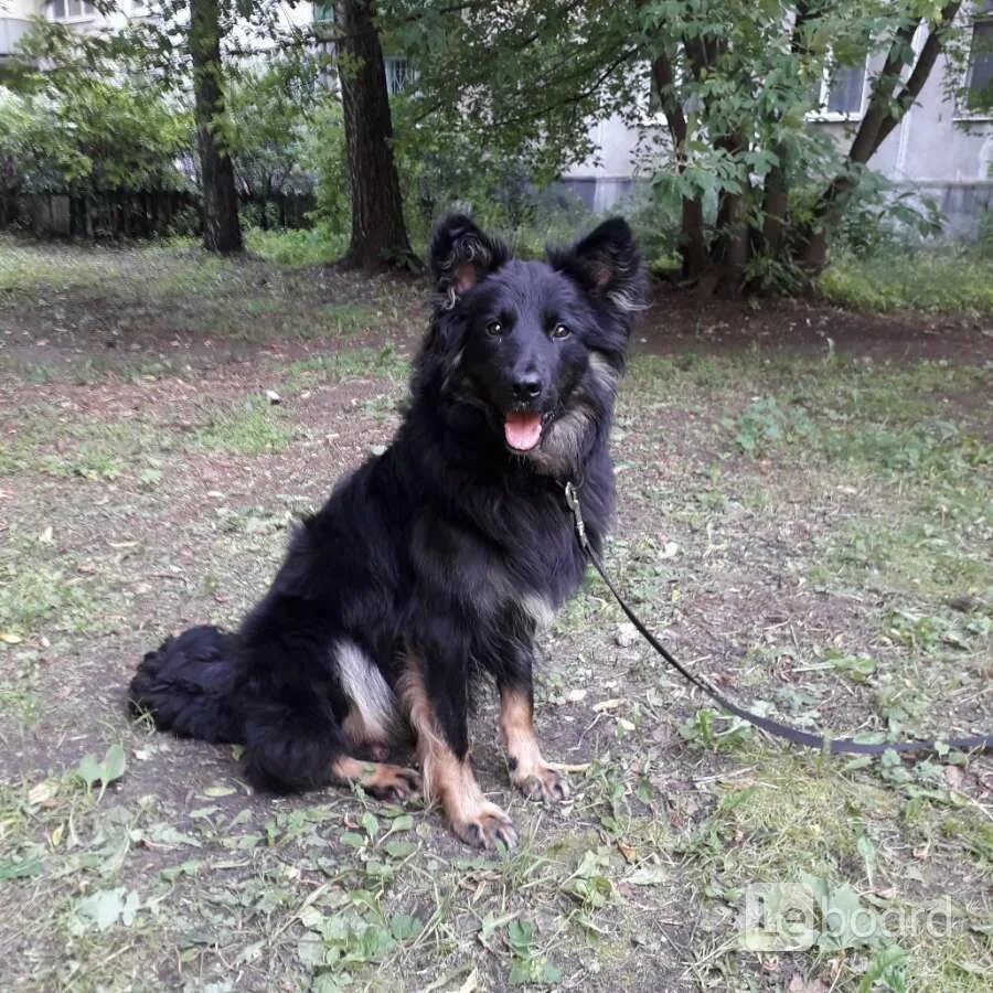 Ходская собака фото. Ходская овчарка. П умненький пёсик. Собака жуковский. Собака жуковский.