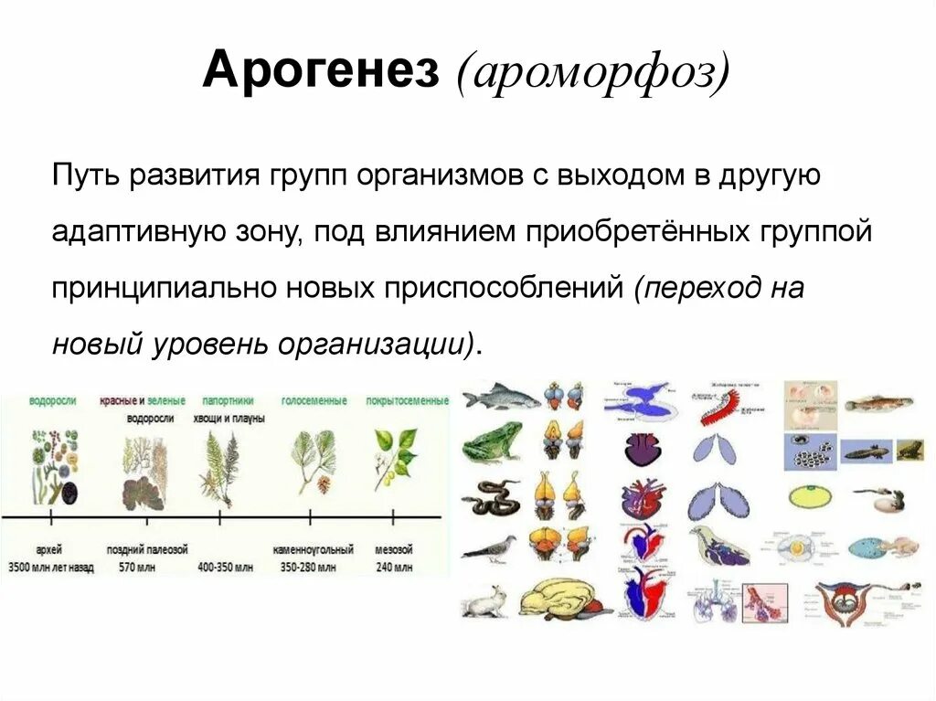 Какое изменение не относят к ароморфозу. Ароморфоз понятие. Ароморфозы растений. Основные ароморфозы в эволюции. Ароморфозы цветковых растений.