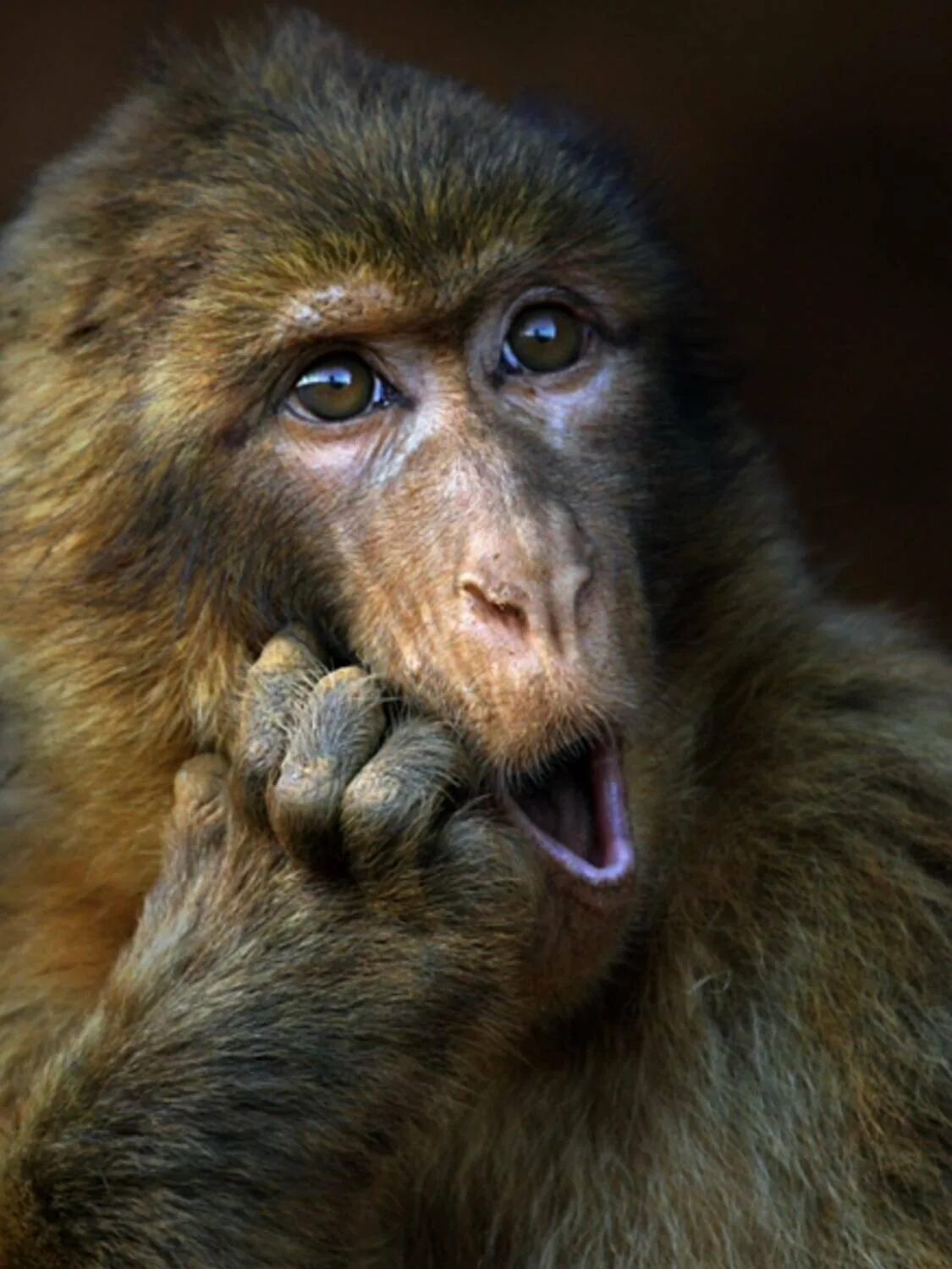 эмоции обезьян. эмоции животных. удивила прикольные картинки. ваня макака. собака удивление.