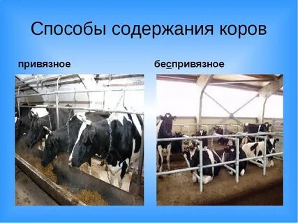 Системы содержания животных