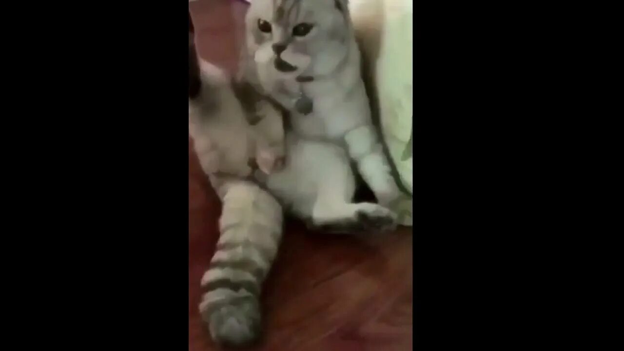 Кошки спариваются. Коты спариваются. Может ли стерилизованная кошка спариваться. Кошки занимаются любовью. Кошки спариваются.