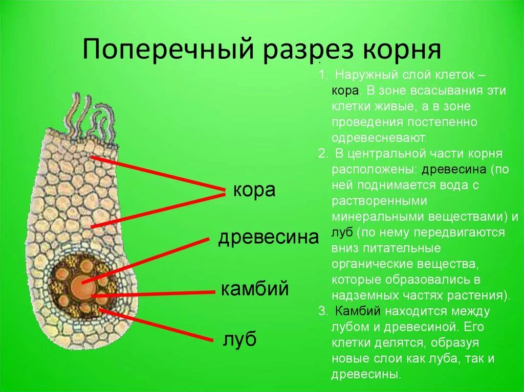 Какие ткани есть в корне растения. Внутреннее строение корня поперечный срез. Строение корня на поперечном срезе. Рисунок поперечный срез корня в зоне всасывания. Клеточное строение зоны всасывания корня.