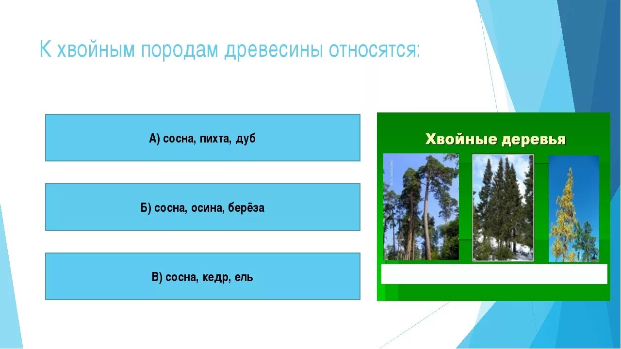 К хвойным породам деревьев относятся. К хвойным породам древесины относят:. Что относится к хвойным деревьям. Мягким породам древесины относят.