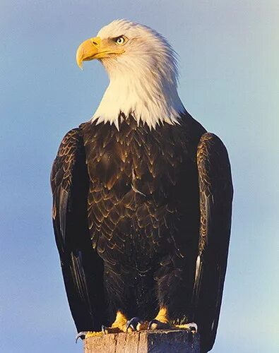 photo of flying white and brown eagle #Concentration #photo #white #brown Bald E