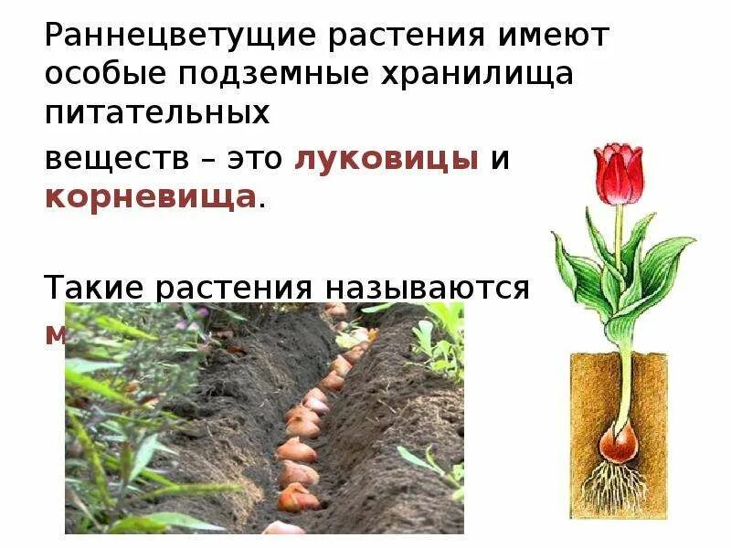 Какое растение имеет корни луковицы в степях