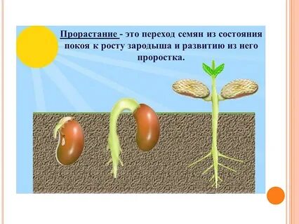 Рост семян