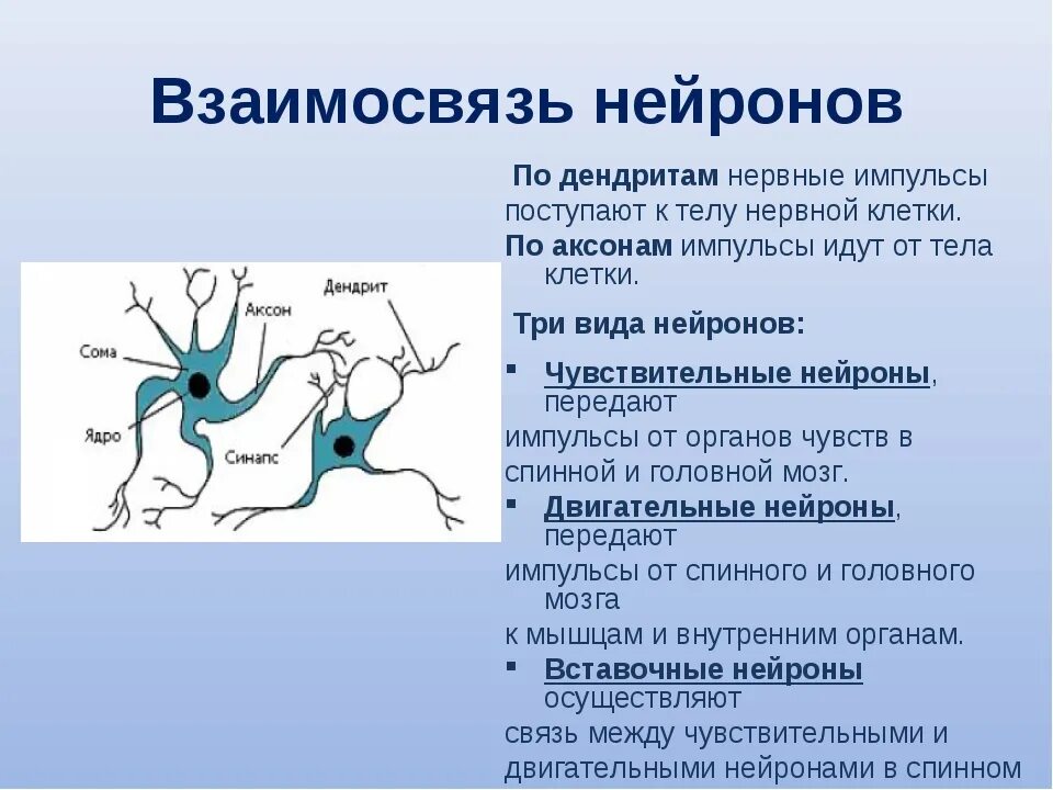 Импульс мозг аксон. Взаимосвязь нейронов. Чувствительные Нейроны передают нервные импульсы. Связь между нейронами. Вставочный Нейрон передает импульсы.