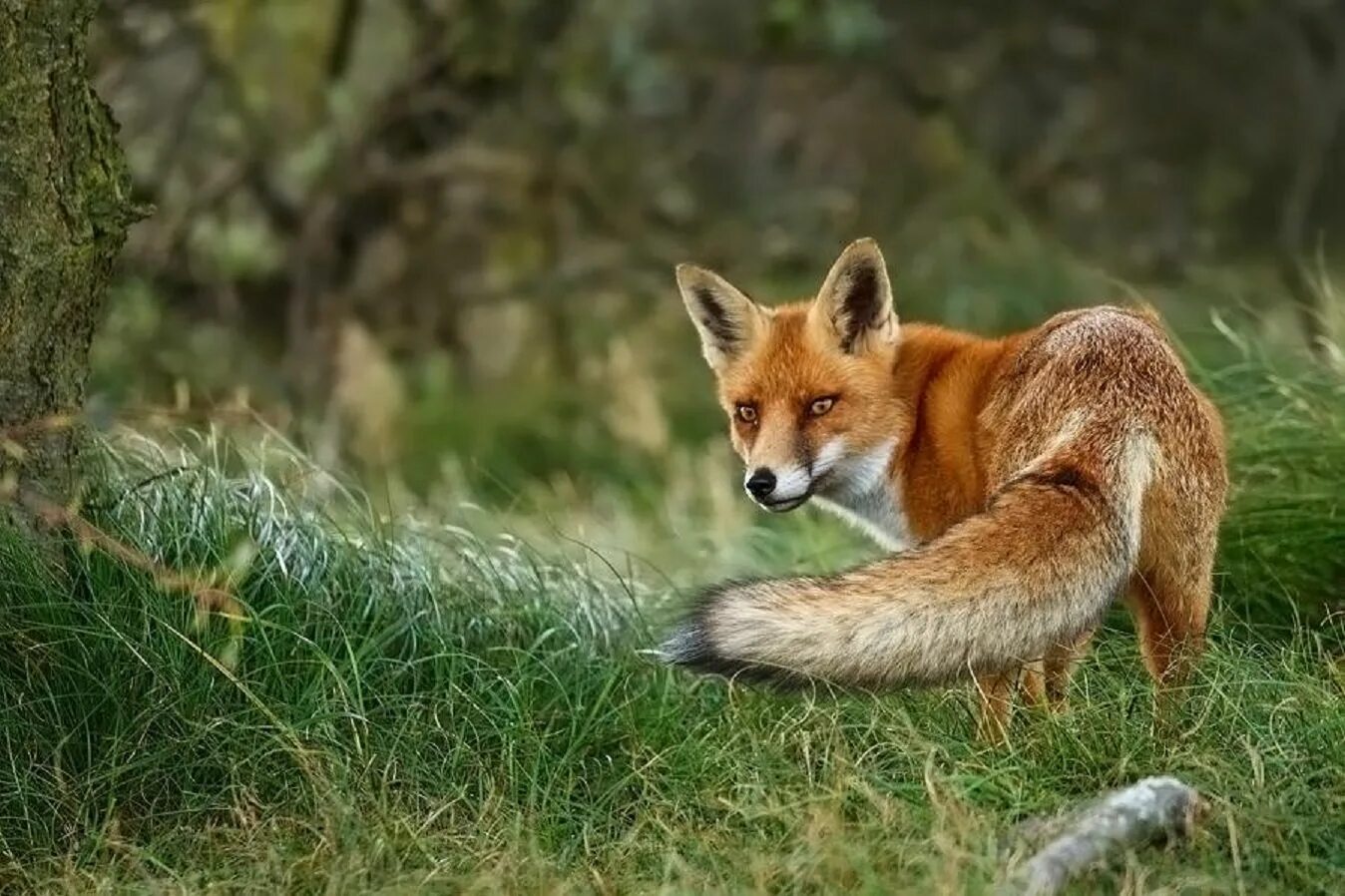 First fox. Лиса. Лиса Самарской области. Лиса летом. Лисица в Самарской области.