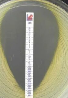 L test