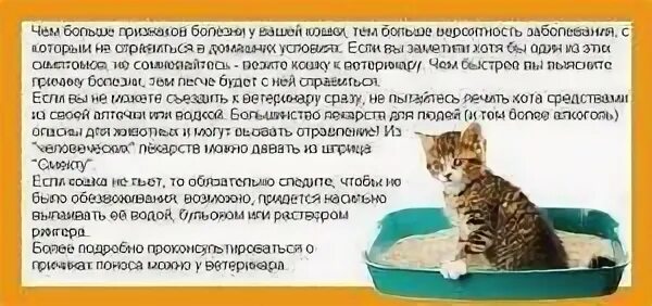 Понос от влажного корма. Понос от влажного корма. Препараты для кошки от диареи. Понос от влажного корма. Корм для кошек при поносе.