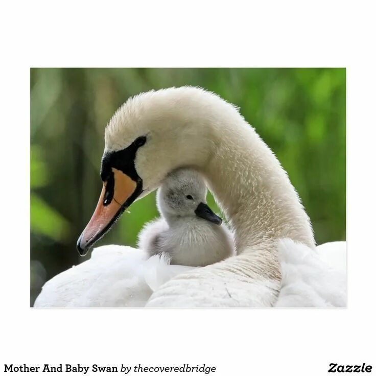 Лебедь с лебедятами. Лебедь-лебедёнок-лебедята. Лебедь. Mother swan. Детеныш лебедя.