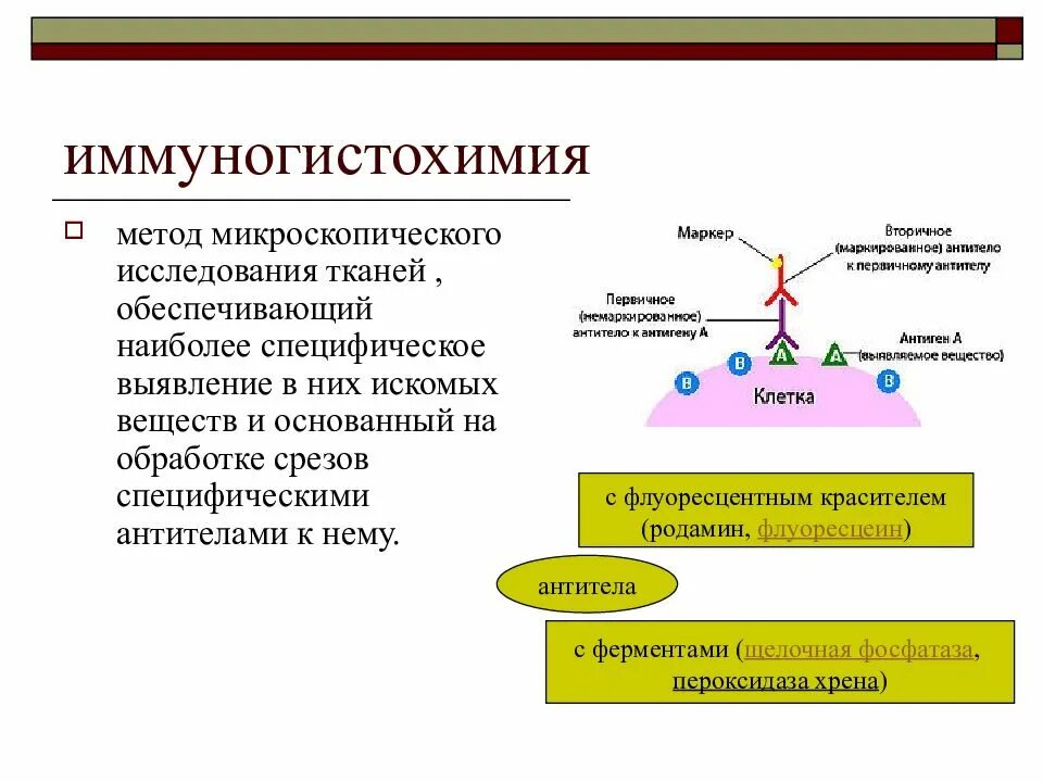 Прямой метод изучения. Иммуногистохимическое исследование. иммуногистохимические методы исследования. иммуногистохимические исследования в онкологии. иммуногистохимический анализ.