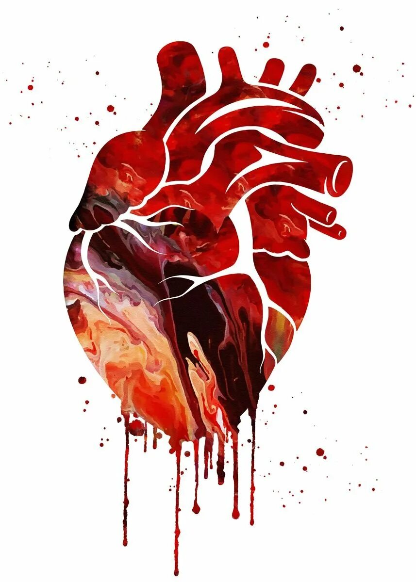 Человеческое сердце анатомия.