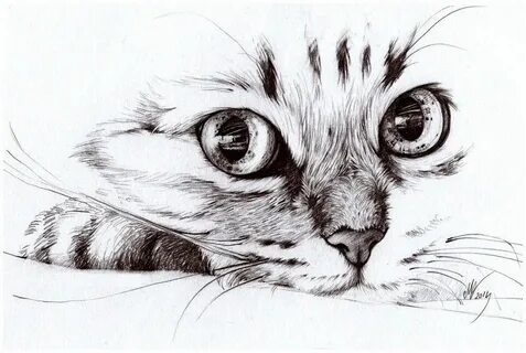 Картинки кота карандашом