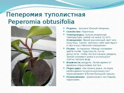 Характеристика пеперомии