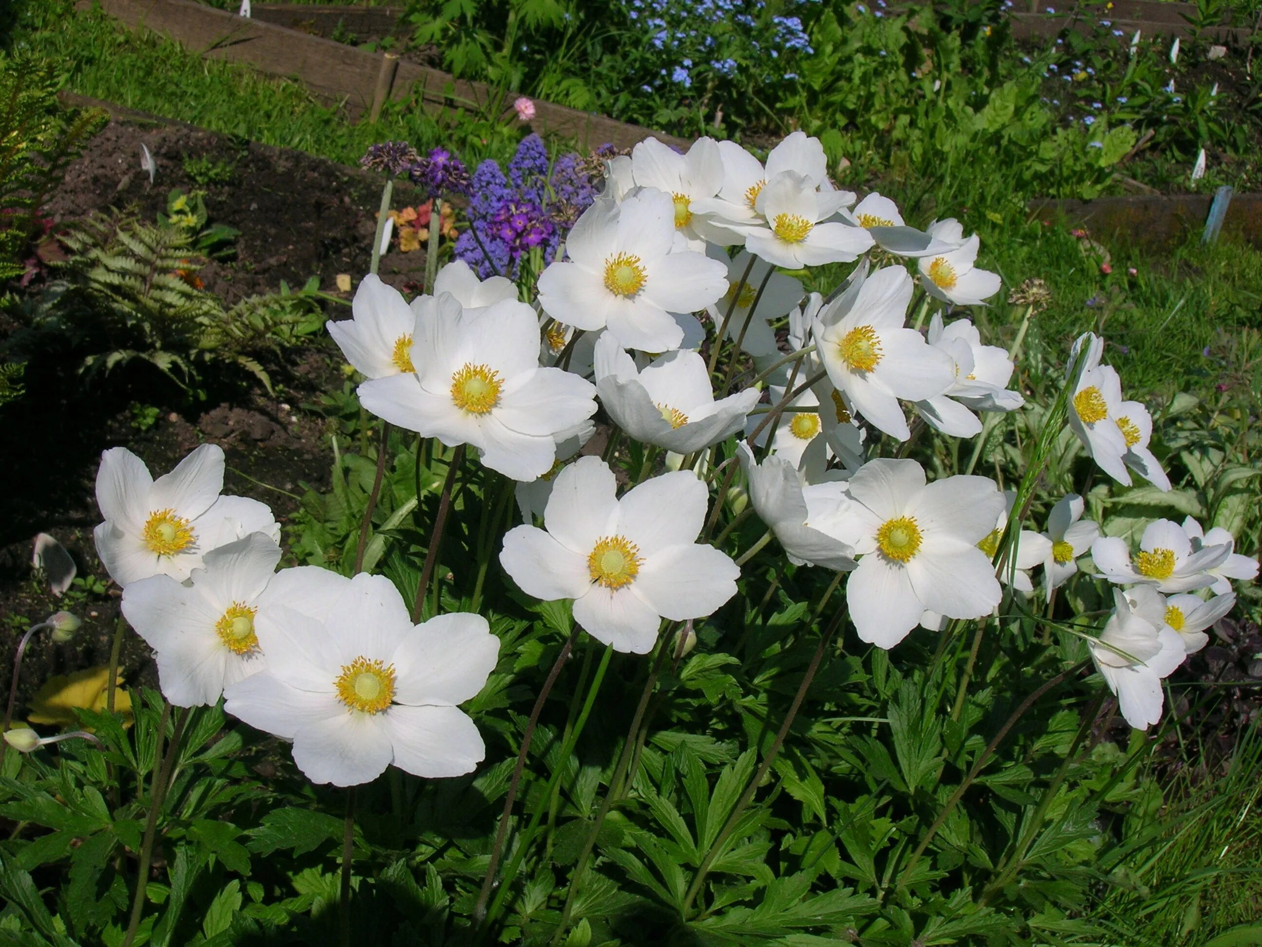 Ветреница Лесная (Anemone Sylvestris). Анемона Sylvestris. Лесной анемон ветреница. Е́треница лес-ная (Anemone Sylvestris). Анемона цветок многолетник