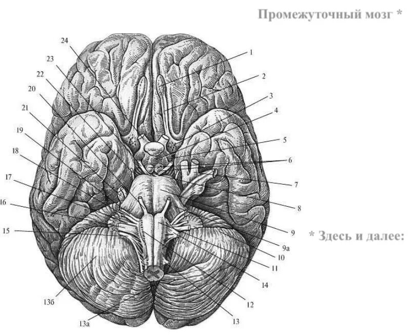 Головной мозг вид снизу анатомия. Базальная поверхность головного мозга. Нижняя поверхность головного мозга анатомия. Базальная поверхность мозга анатомия. Мозг снизу