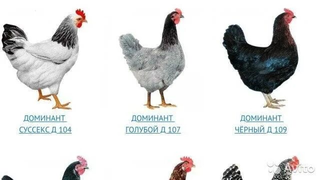 Куры доминанты их характеристика фото