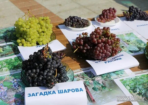 Имени шарова. Сорт винограда загадка Шарова. Виноград загадка Шарова. Виноград Шарова сорта. Шаров Виноградарь.