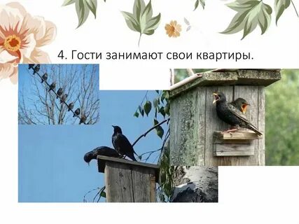 Пернатые гости 3 класс