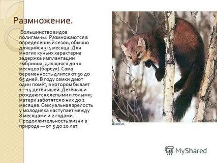 Вид семейства куньих отряд хищных