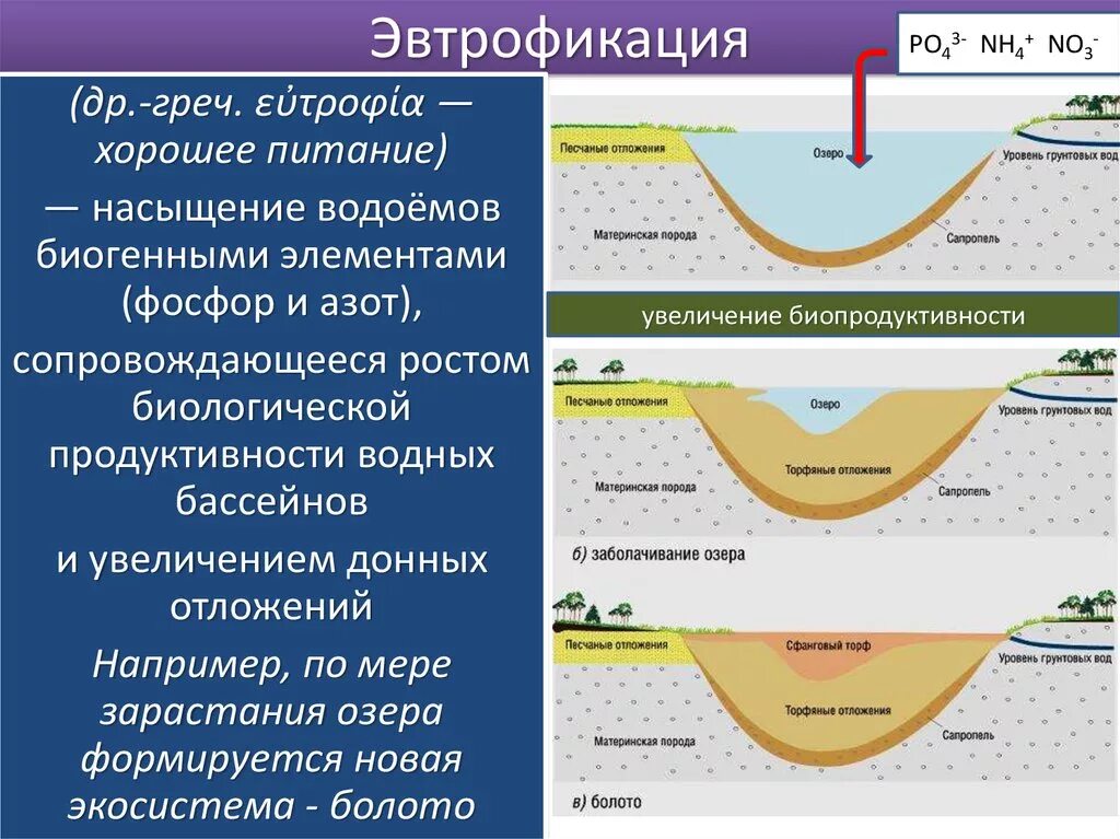 Антропогенная эвтрофикация озер.. Процесс эвтрофикации водоема. Эфтпофикацция водоема. Эвтрофикация водоемов причины. Питание элемент воды