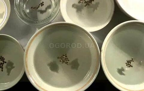 Можно замачивать семена в фитоспорине