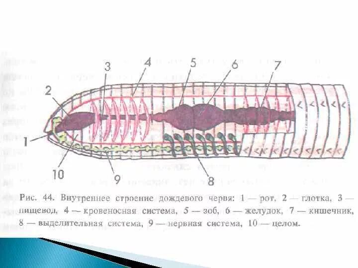 Внутреннее строение кольчатых. Внутреннее строение кольчатых червей рисунок. Внутренняя система дождевого червя. Строение кольчатого червя рисунок. Внутреннее строение дождевого червя.