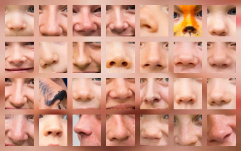 Генетика носа. Разные носы. Разные формы носа. Разные типы носа. Нос человека разной формы.